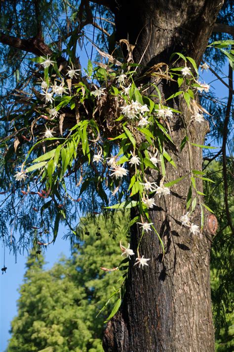 姬曇花種植|姬曇花 – 菁芳園綠生活